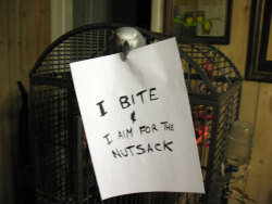 karojunk:  avianawareness:    YES! Bird shaming! I need to make