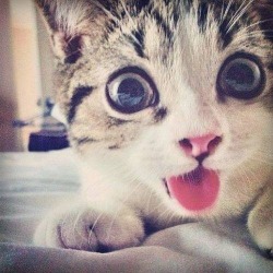 we-are-just-s0me-dreamers:  Kitty | via Tumblr on We Heart It