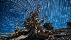 end0skeletal:  (via 500px / Bristlecone Traveling without Moving