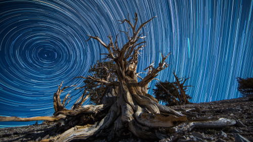 end0skeletal:  (via 500px / Bristlecone Traveling without Moving by Andrew Walker)