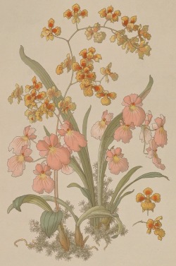 clawmarks:Les orchidées et les plantes de serre; études - Henri