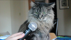 plastis-wafers:  From when I interviewed my friend’s cat. It