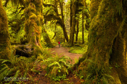 jasonsavagephoto:  Hoh Rainforest, Olympic National Park  Someday…