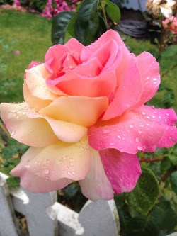 astrodevil:  Look at this rose I spotted!