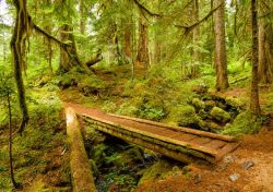 silvaris:  Old-growth lush forest and small wooden bridge by 