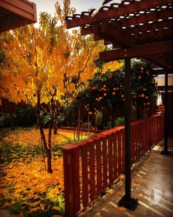 Backyard views. #fall #winter #rain #norcal #raking #jobsecurity