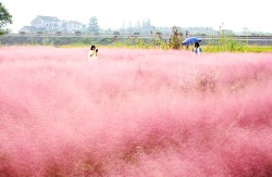 cctvnews:  Pink grass field in China enchants tourists A grass