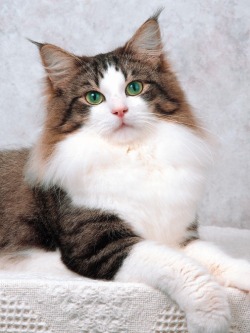 cute-overload:  Norwegian Forest Cat. Now that’s one gorgeous