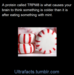 ultrafacts:You’re chewing mint gum or sucking on a peppermint