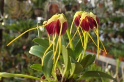 orchid-a-day:  Masdevallia bicolor (long tails, xanthura type)