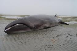 rhamphotheca:  ‘Extinct’ Whale Found: Rare Pygmy Right Whale