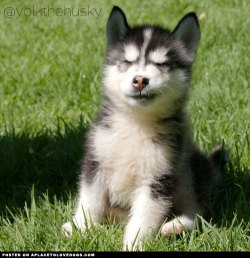 aplacetolovedogs:  Sweet little Husky puppy Volk posing so nicely