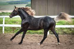 ashcashmere:  Dapples: The flowers on a horses back. 