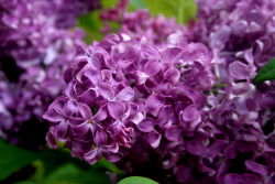 twilightsolo-photography:  The Season of Lilacs My mom planted