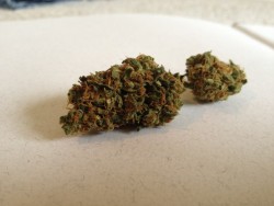 weedporndaily:  Organic Blueberry From Cannabis Club Collective