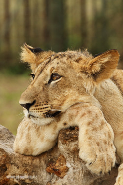 wowtastic-nature:  Relax by  Peter Krejzl on 500px.com (Original