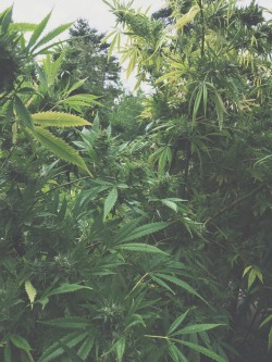 fawnvibes:  my best friend’s backyard forest 💚