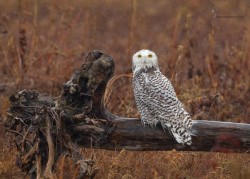 cerberus1956:   Snowy Owl by momentsinature 