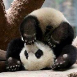 This is me when thinking of Mondays… #panda #cute #instagood
