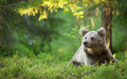 fuck-yeah-bears:  Blondie by Ian Billenness