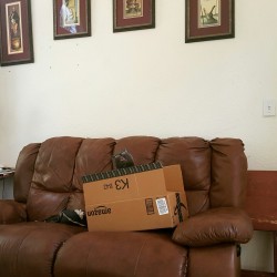 mostlycatsmostly:  pitachic:  Amazon delivery days are the best