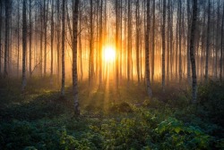 te5seract:  Birches II & Birches by Lauri Lohi  