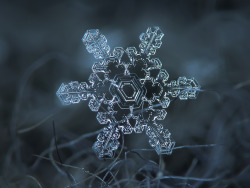 fer1972:  Extreme Close-up Photography of Snow Flakes by  ChaoticMind75