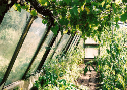 wild-nirvana:  distainted:  Greenhouse by Dulcie Emerson   ॐ