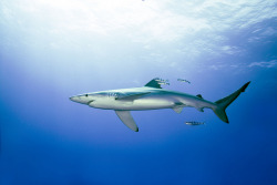 the-shark-blog:  8538 Blue Shark by PaoloLora 
