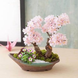 chihiiro-chan:  Sakurs Bonsai Seeds   ► discount code : Joanna15