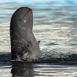 bestianatura:  The  Irrawaddy Dolphin is found in coastal areas