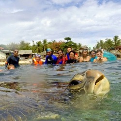 animal-factbook:  One of the turtle’s favourite hobby is taking