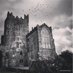 irisharchaeology:    Crow filled skies over Tintern Abbey, Co