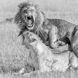 geographicwild:  . mating lions.  Photography by @ (Harry Behret).
