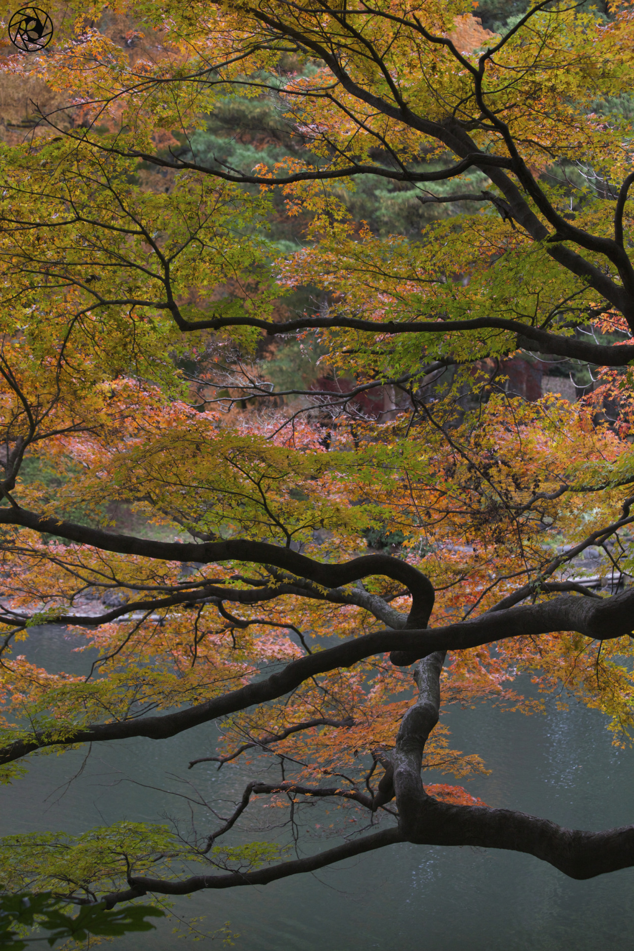 <p><b>Sometimes the subject is inside the frame and sometimes the subject is the frame.</b></p><p>This image “Fall in Japan” was captured at Shinjuku Gyoen. Interested in <a href="http://www.PhotoTour.Tokyo">photo-walks and lessons</a>?</p>