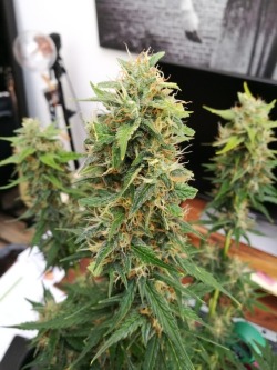 fourtwentystuffs:Become a grower!! Read the grow bible here for