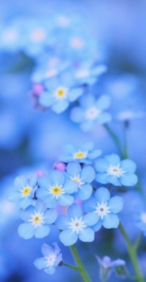 Forget-Me-Nots