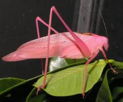la-rinascente: end0skeletal:  Pink bugs! 1. Pink Katydid2. Orchid