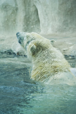 wavemotions:  Polar Bear VIII by KateReunu