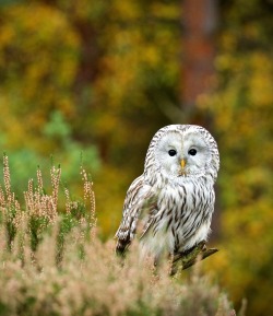 beautiful-wildlife:  Ural Owl (Strix uralensis) by © Daniel