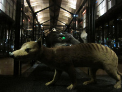 thegreenwolf:  All That Remains: A Haunting Gallery of Extinct