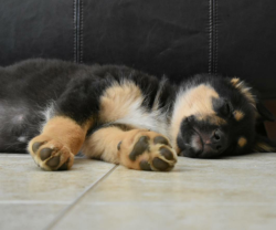 dawwwwfactory:  ์ doggy beds that I keep buying are too bourgeois