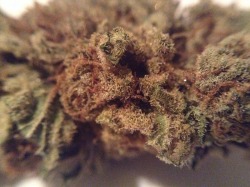 burninggreen:  Berry Haze Macro Collage