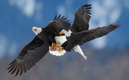 Aerial combat (Bald Eagles battle over salmon in Alaska)