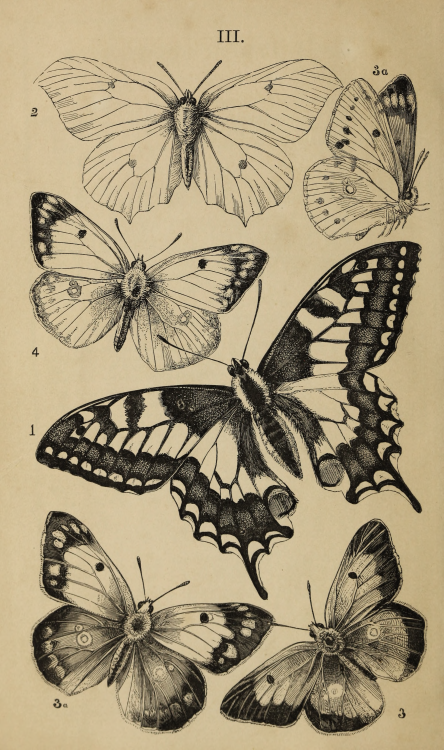 nemfrog:  III. British butterflies. 1860. Frontispiece.Internet