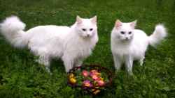 voiceofnature:  My cats helped me foraging a spring salad, while