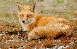 llbwwb:  Red Fox (by r.gelly)