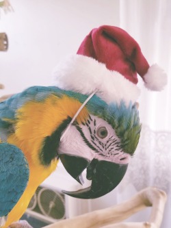 becausebirds:  nubsmcscrub:  festive dinosaur says happy holidays!!