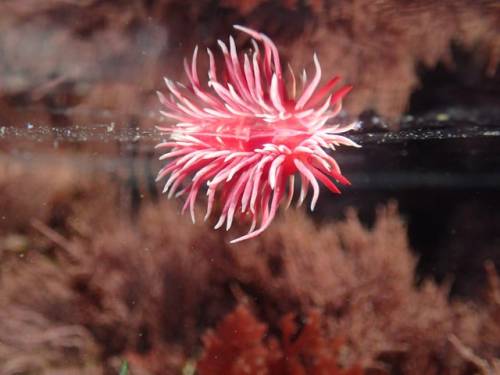 blondebrainpower:Hopkin’s rose nudibranch cruising the surface