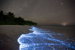 nautika:  Sea of Stars on Vaadhoo Island in the Maldives   